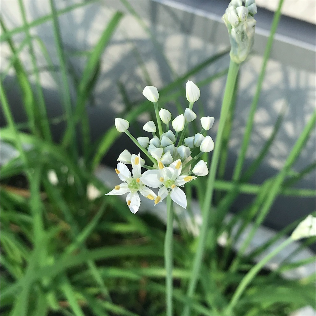 f:id:ttomozo:20190910121904j:image