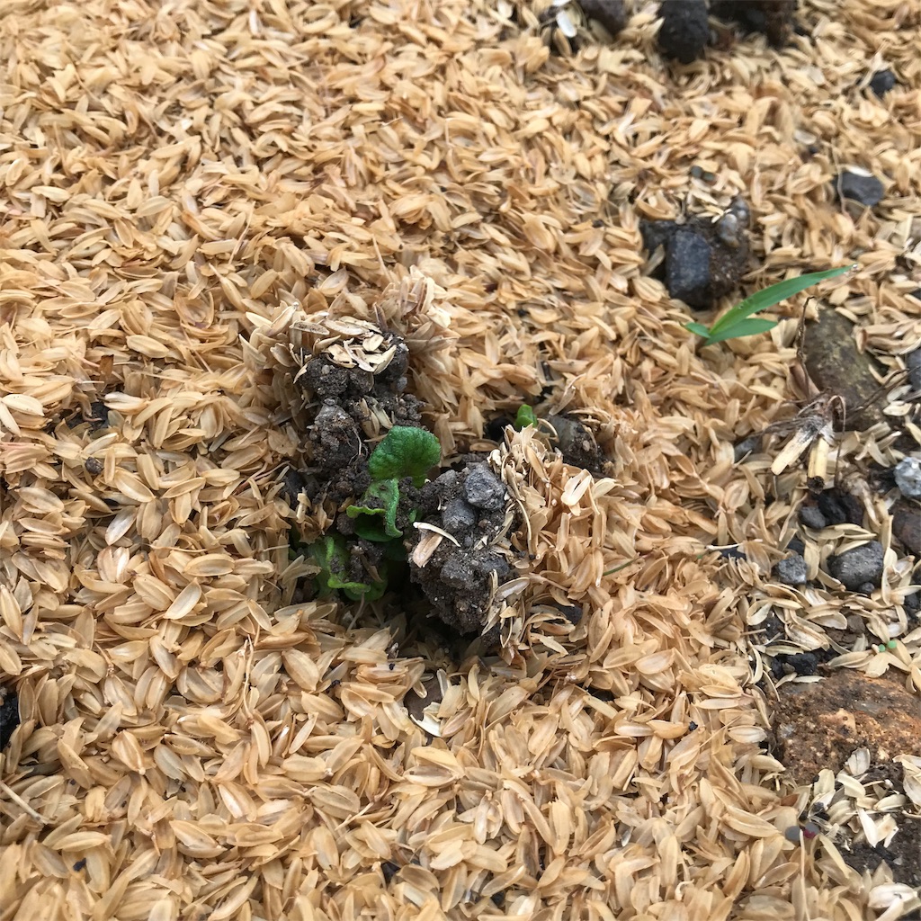 f:id:ttomozo:20190911072435j:image