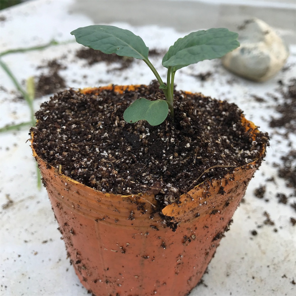 f:id:ttomozo:20190914212939j:image