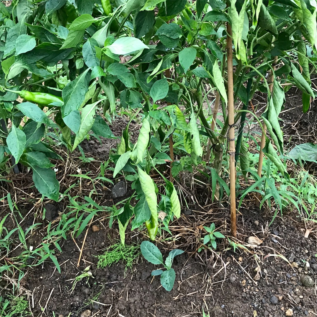 f:id:ttomozo:20190914213008j:image