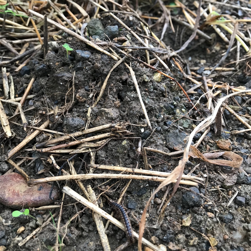 f:id:ttomozo:20190914213012j:image