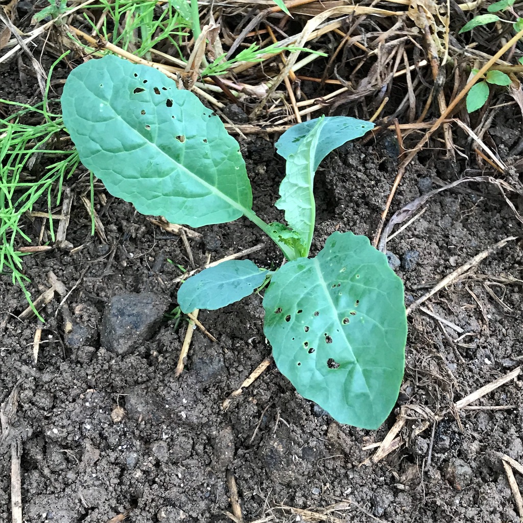 f:id:ttomozo:20190914213027j:image