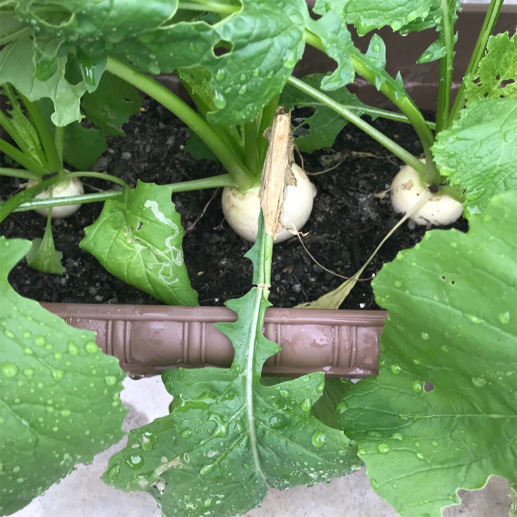 f:id:ttomozo:20190924053922j:image