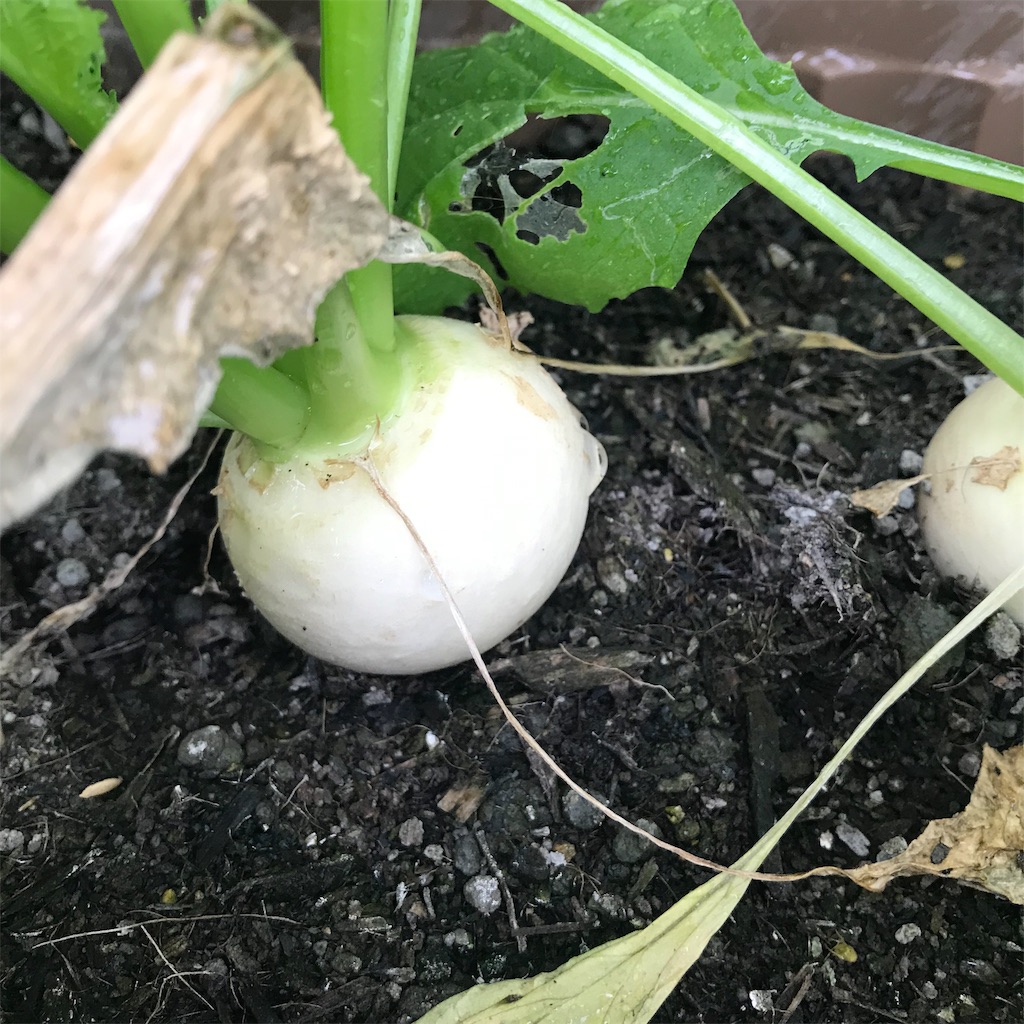 f:id:ttomozo:20190924053926j:image