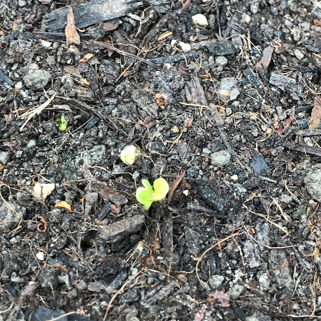 f:id:ttomozo:20190924134922j:image