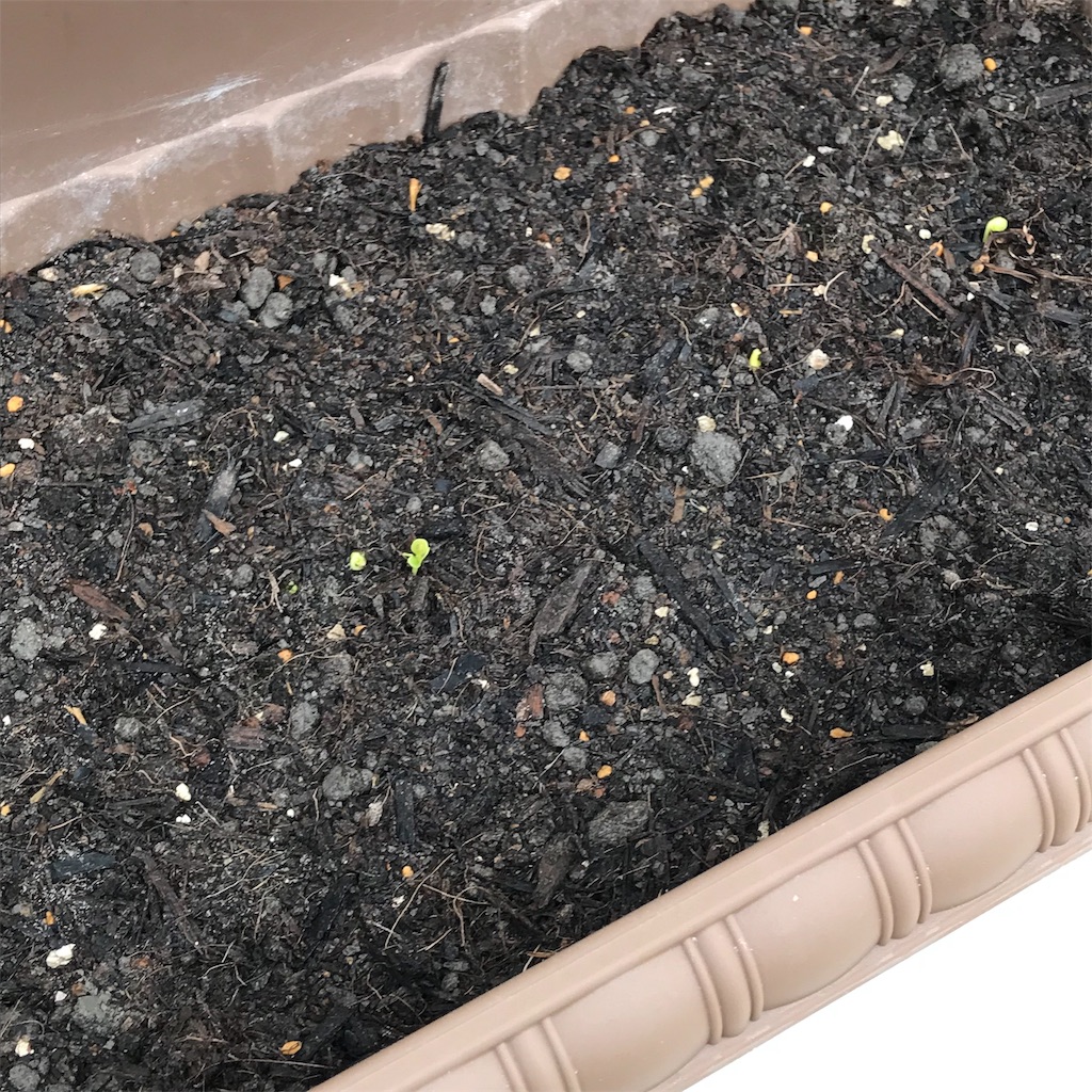 f:id:ttomozo:20190924134929j:image