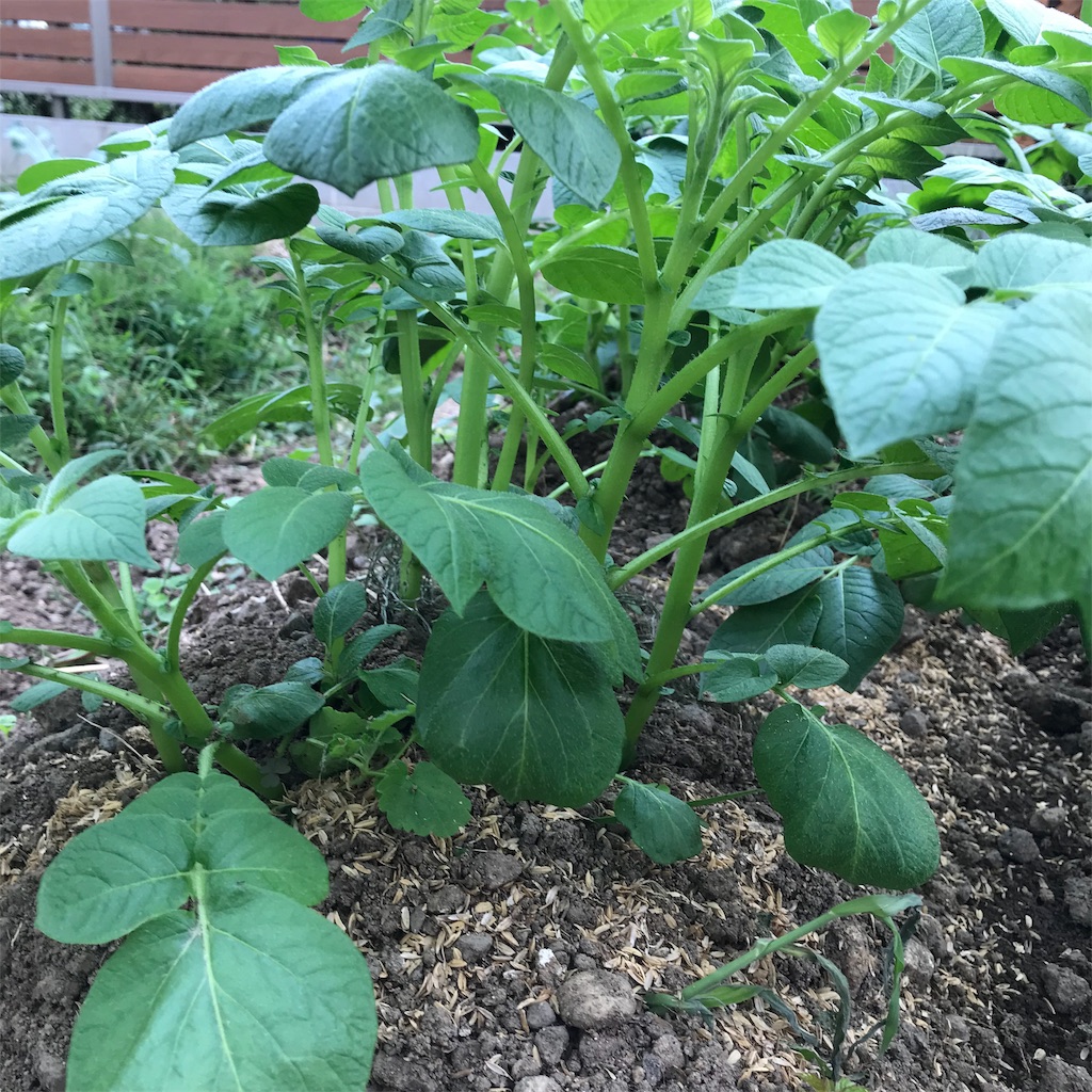 f:id:ttomozo:20191002055954j:image