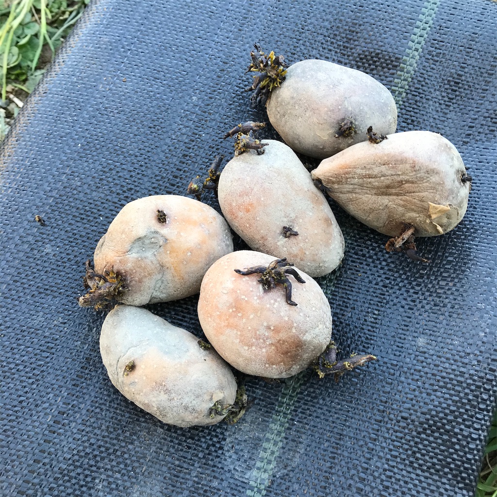 f:id:ttomozo:20200502170455j:image