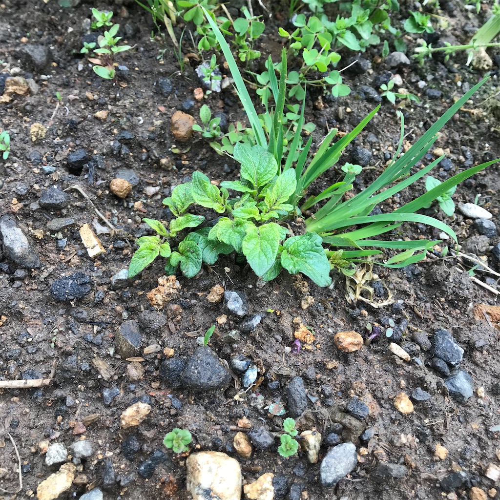 f:id:ttomozo:20200503000828j:image