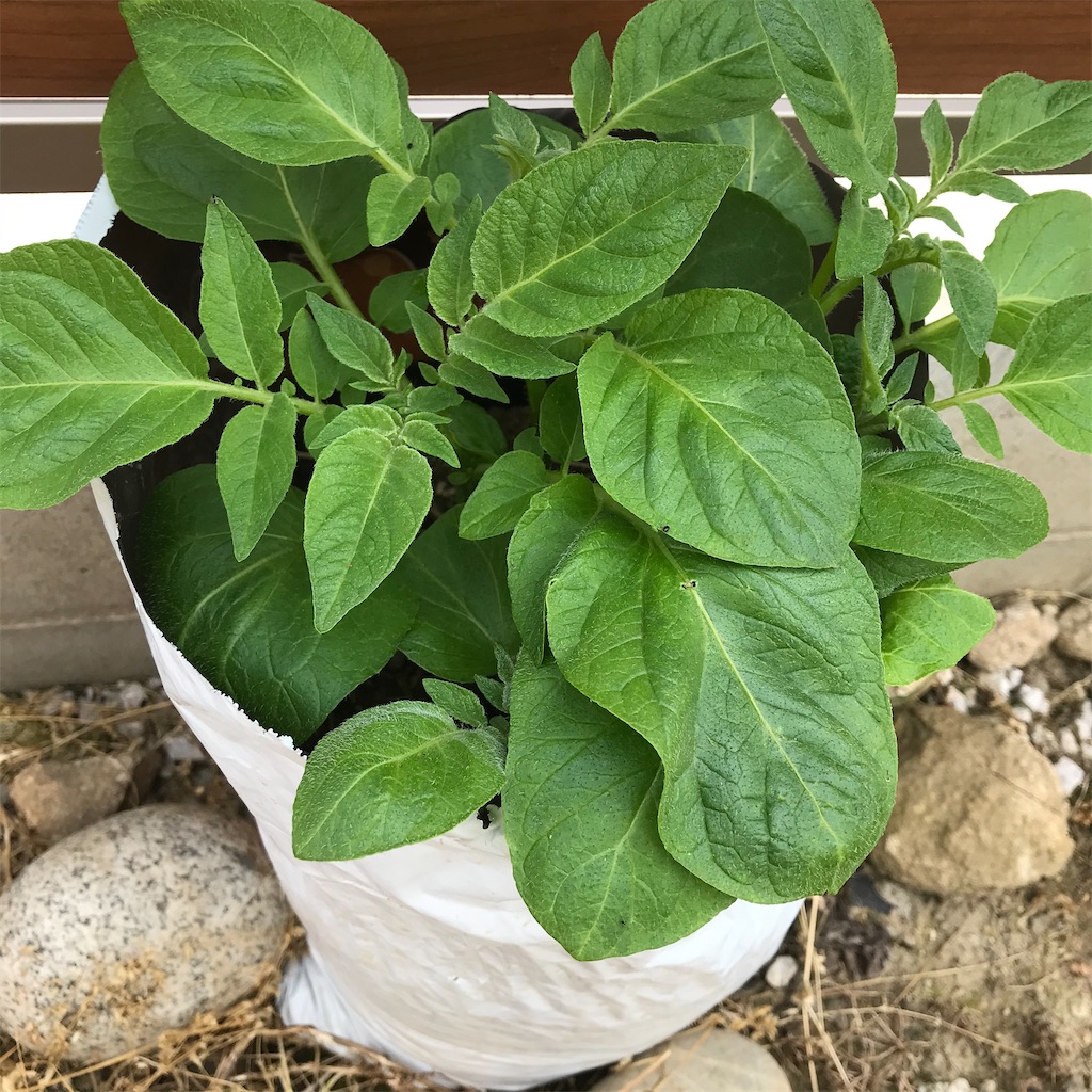 f:id:ttomozo:20200503102234j:image