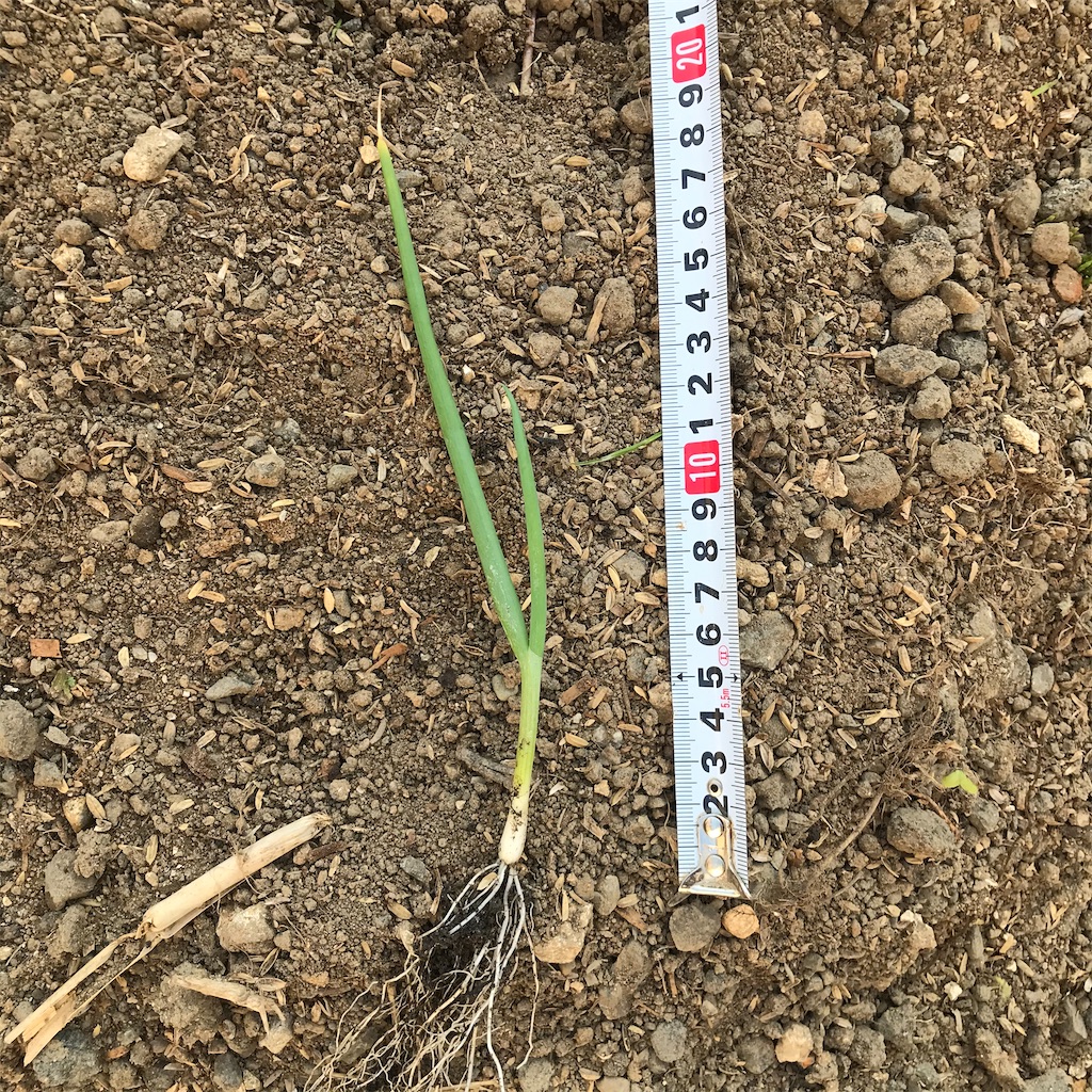 f:id:ttomozo:20200503145723j:image