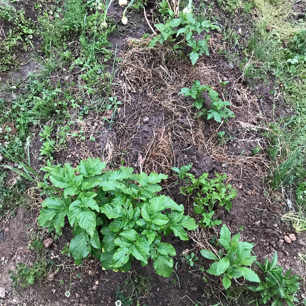 f:id:ttomozo:20200525185834j:image