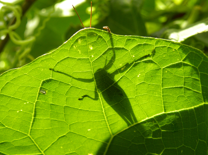 f:id:ttoraji:20111120105042j:image:left