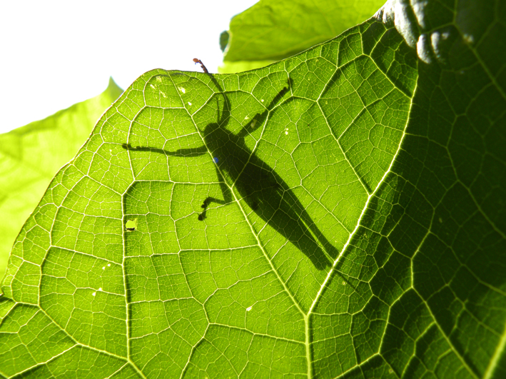 f:id:ttoraji:20111120105456j:image:left
