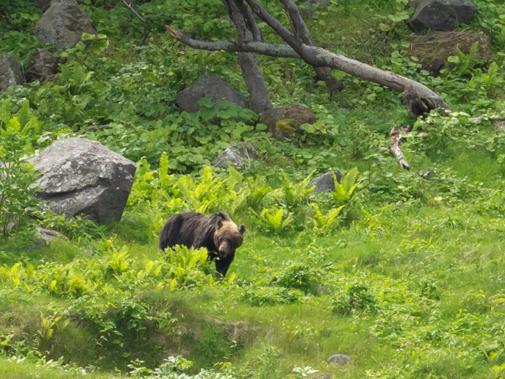 世界遺産の知床で野生のヒグマと出会う方法 - 北海道の魅力発信ブログ！