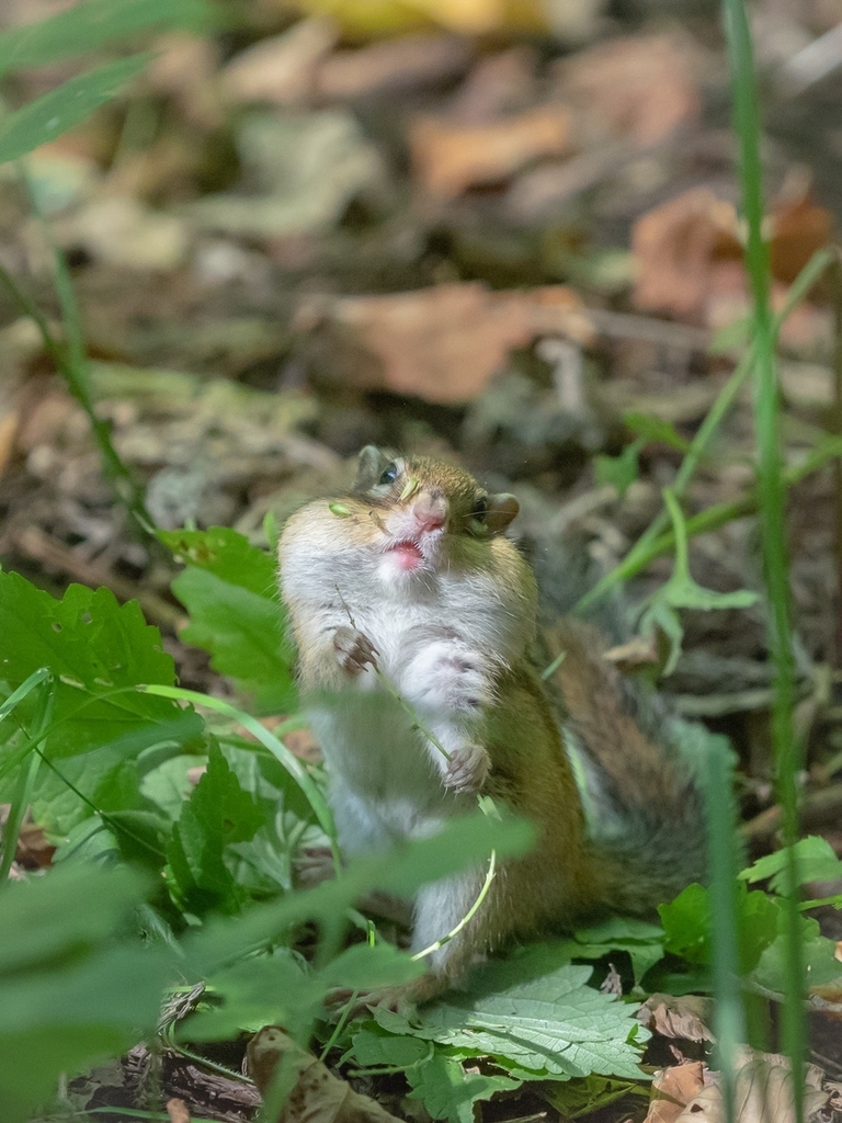 円山公園 リスや野鳥に会える公園 札幌の街中にも野生動物がいます 北海道の魅力発信ブログ