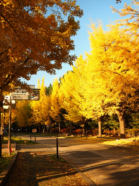 中島公園の紅葉情報 菖蒲池の水面に映る紅葉は圧巻 18年版 北海道の魅力発信ブログ