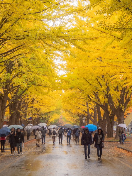 北海道大学のイチョウ並木