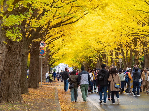 北海道大学のイチョウ並木