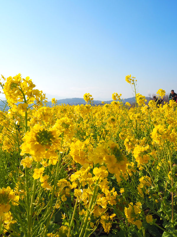 f:id:ttq-happy:20190114143053j:plain