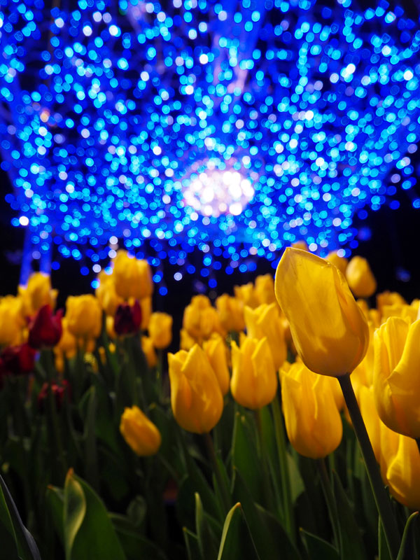 f:id:ttq-happy:20190114161731j:plain