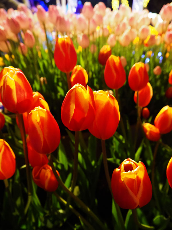 f:id:ttq-happy:20190114161734j:plain