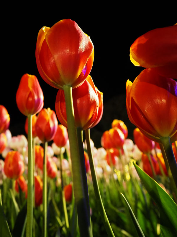 f:id:ttq-happy:20190114164124j:plain