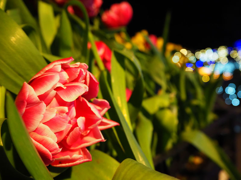 f:id:ttq-happy:20190114164128j:plain