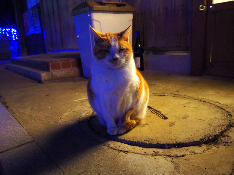 f:id:ttq-happy:20190114164223j:plain