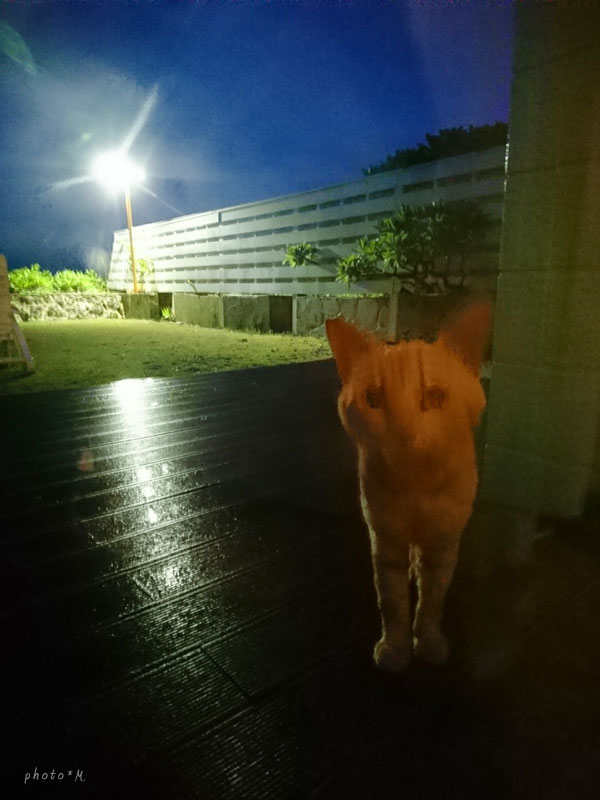 f:id:ttq-happy:20190722145800j:plain f:id:ttq-happy:20190722145800j:plain