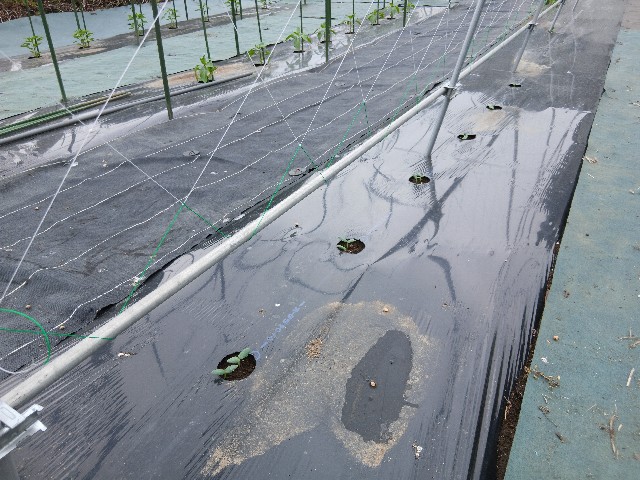 f:id:ttskhtss:20250520050616j:image