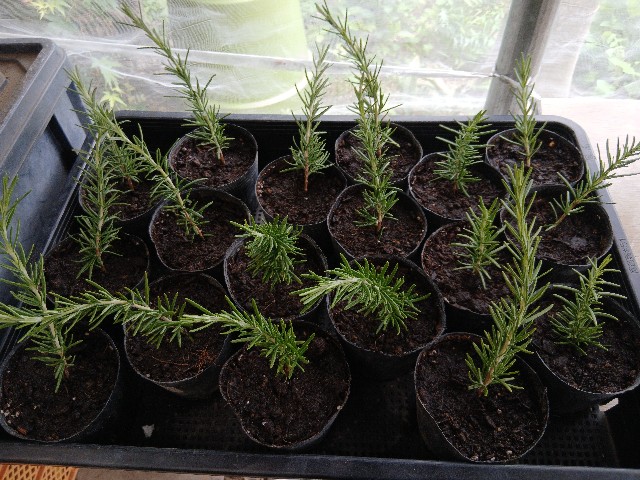 f:id:ttskhtss:20250526121101j:image