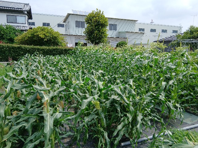 f:id:ttskhtss:20250620102747j:image