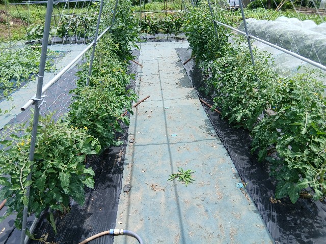 f:id:ttskhtss:20250626045301j:image f:id:ttskhtss:20250626045301j:image