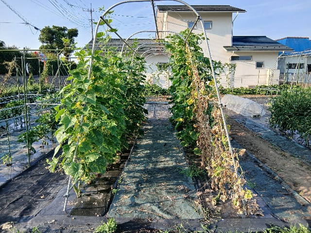 f:id:ttskhtss:20250702044002j:image