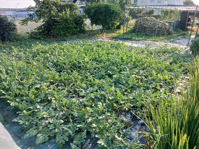 f:id:ttskhtss:20250702044847j:image