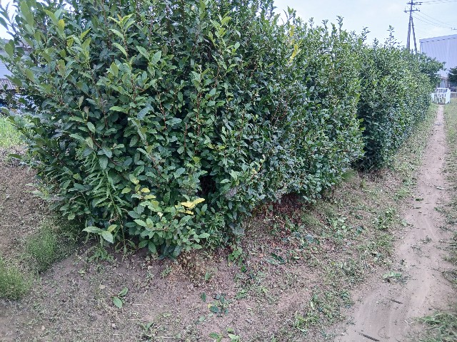 f:id:ttskhtss:20250705051453j:image