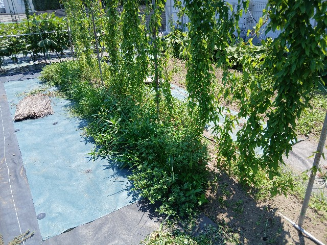 f:id:ttskhtss:20250721173418j:image