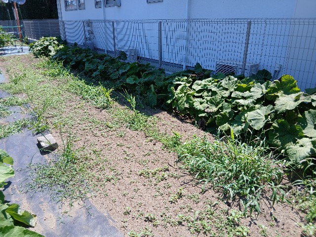 f:id:ttskhtss:20250721173610j:image