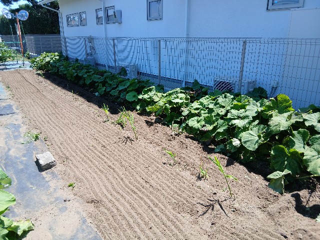 f:id:ttskhtss:20250721173622j:image