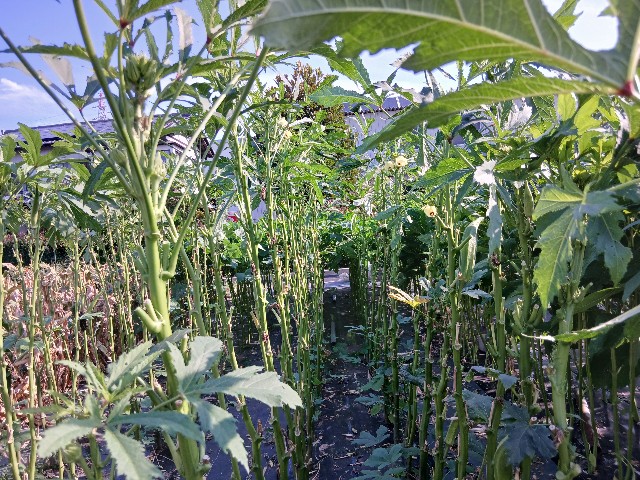 f:id:ttskhtss:20250727141829j:image