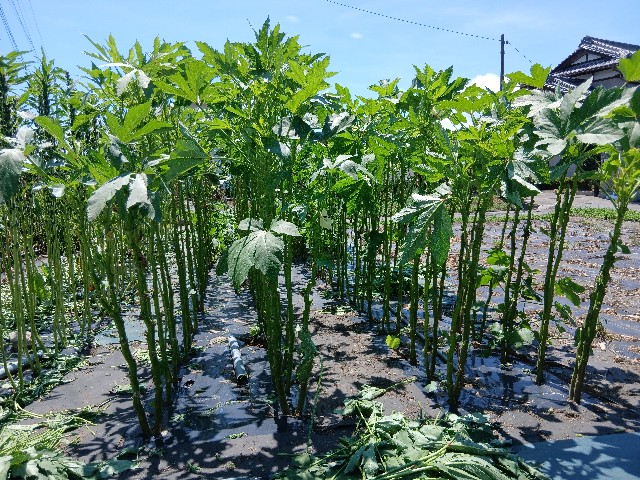 f:id:ttskhtss:20250815122611j:image