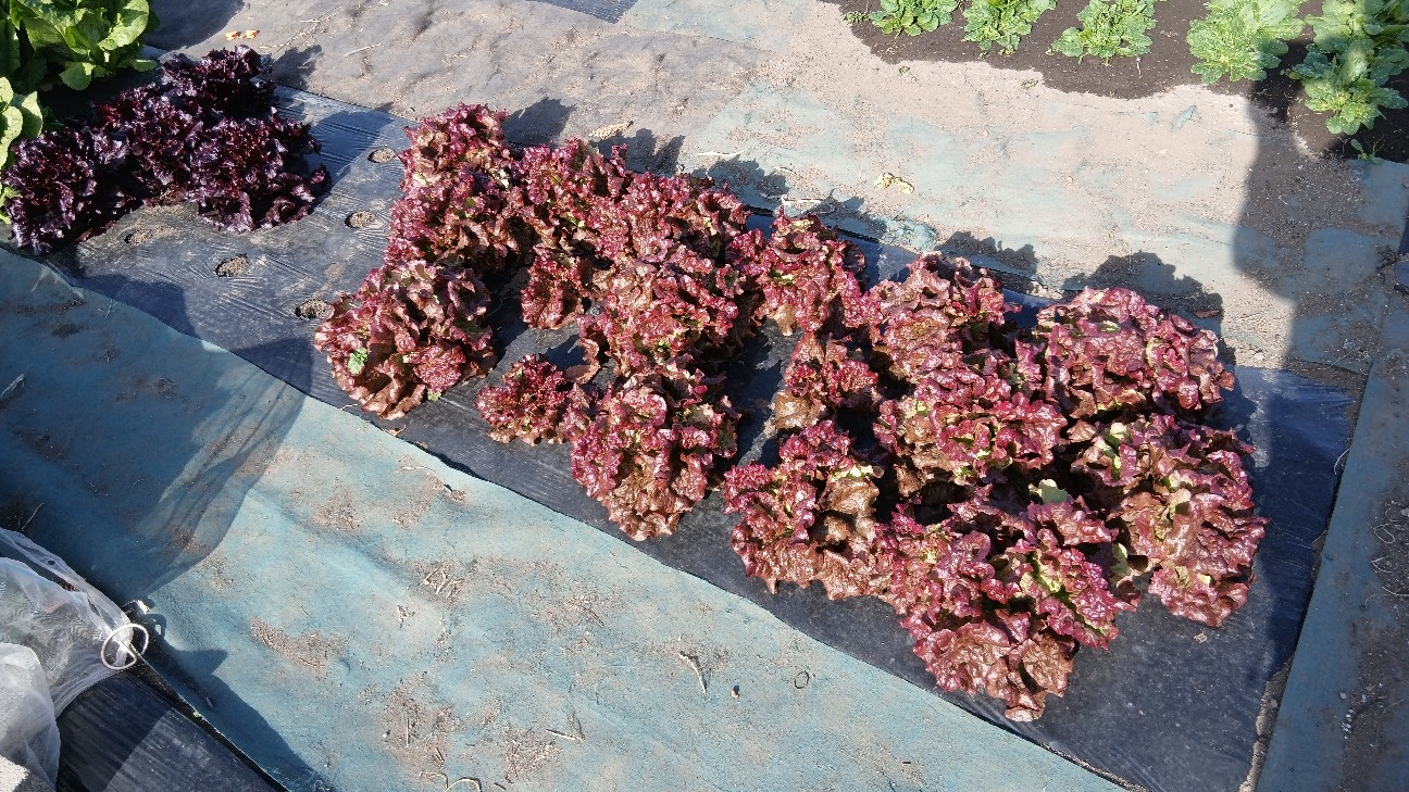 f:id:ttskhtss:20251214041935j:image