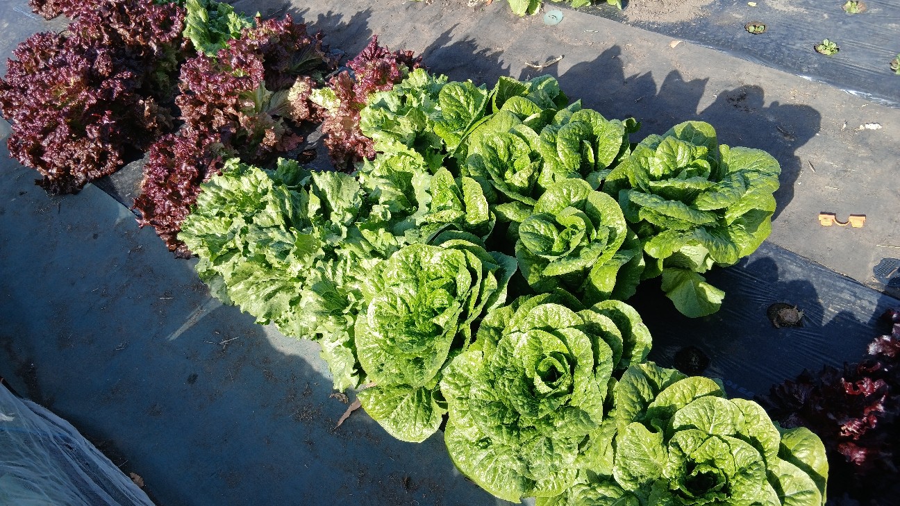 f:id:ttskhtss:20251214041943j:image