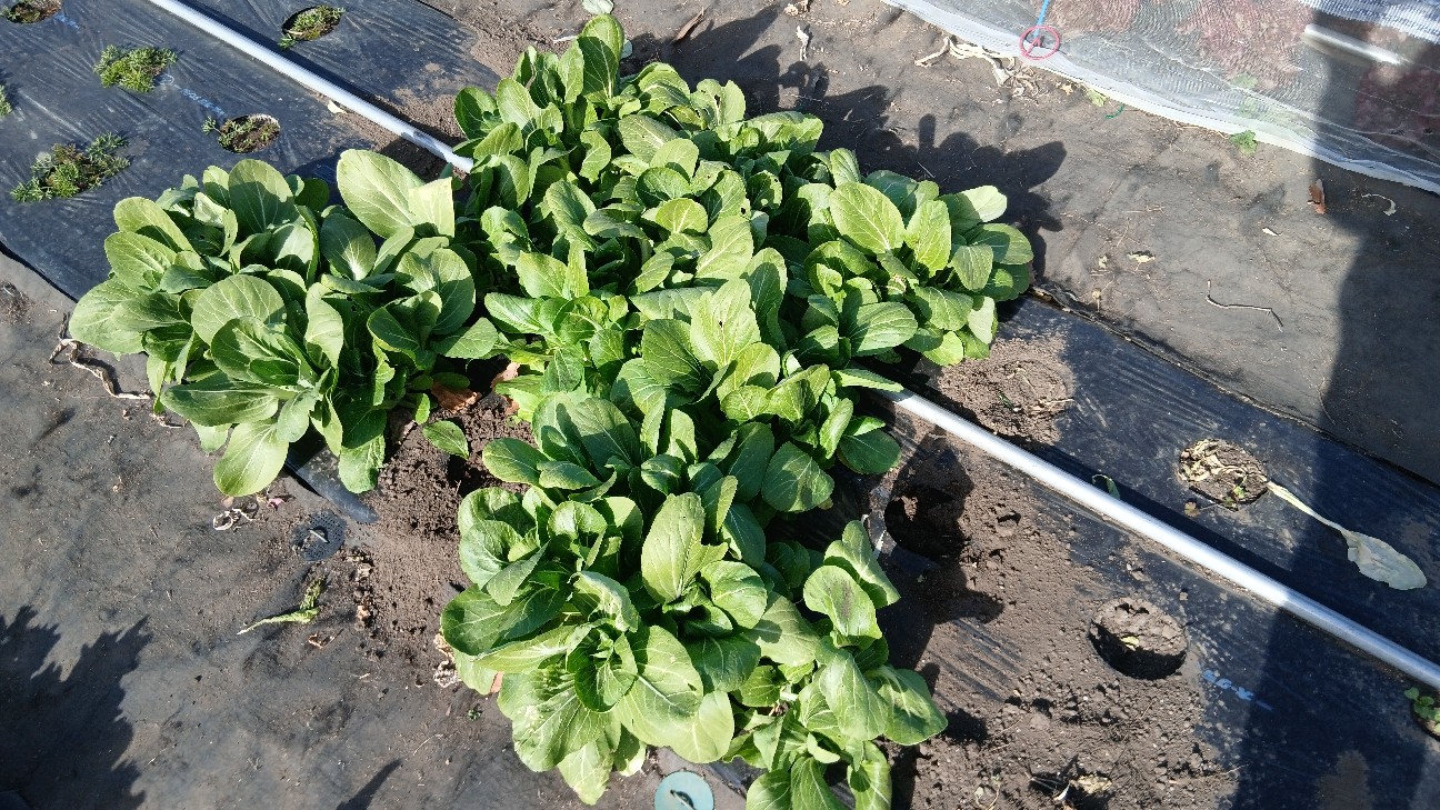 f:id:ttskhtss:20251214041951j:image