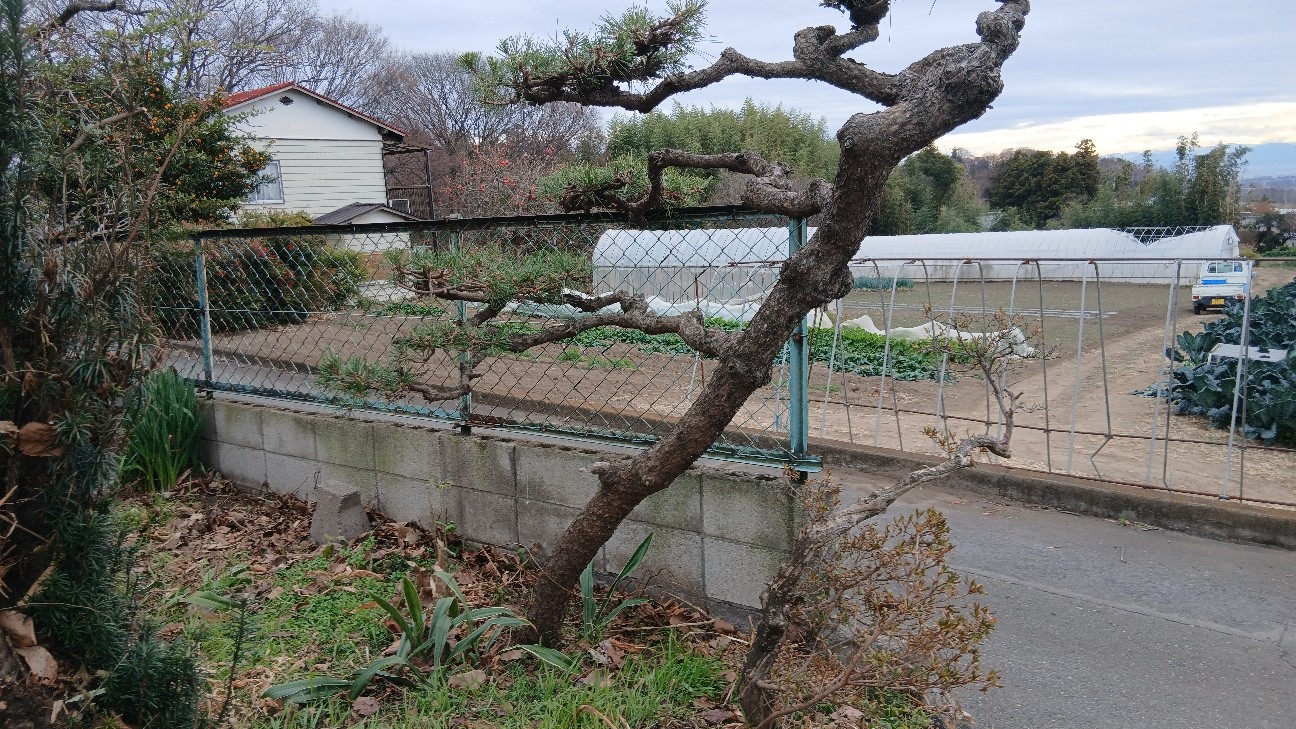 f:id:ttskhtss:20251221051542j:image