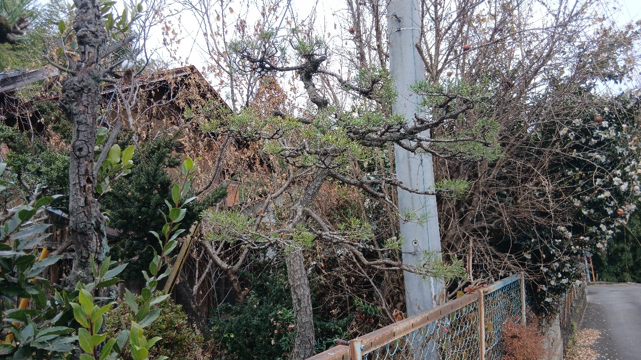 f:id:ttskhtss:20251221051558j:image