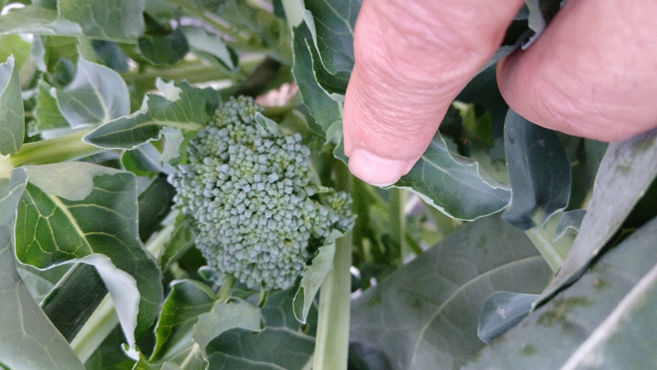 f:id:ttskhtss:20251223125808j:image