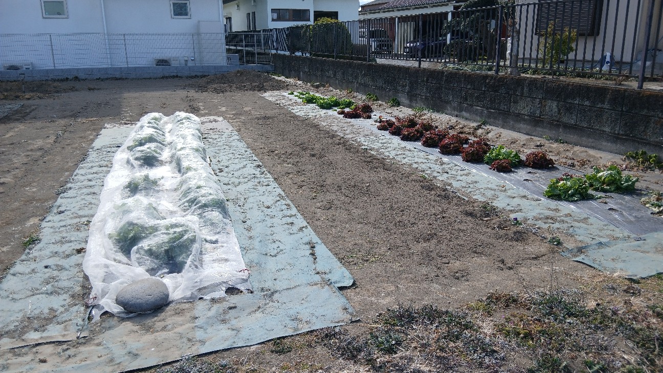 f:id:ttskhtss:20260125123721j:image f:id:ttskhtss:20260125123721j:image