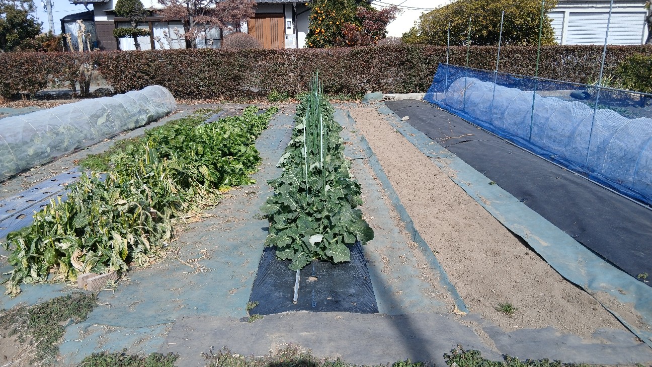 f:id:ttskhtss:20260125123754j:image f:id:ttskhtss:20260125123754j:image